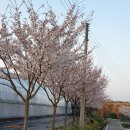 함평군농업기술센터 왕벚나무 개화22.4.11. 이미지