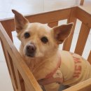 당당이 애견 이미지