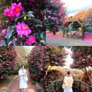 GM동백바로정비 | 국내 겨울 여행 1월 제주도 여행 제주 동백꽃 동백 포레스트 동백수목원