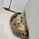딩글딩글고양이 이미지