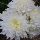 대한가스 이미지