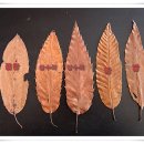 참나무류좁은잎종류 이미지