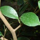 조록나무 뿌리 형상물 이미지