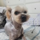 빅맨애견미용 이미지