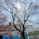 2025년4월11일 - 「하나로마트 서울서남부농협본점」에서 초대박 &#39;리챔&#39; 10개를 사다.