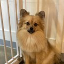 바미애견유치원 이미지