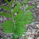 대월 양봉 이미지