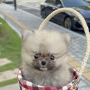 꽃강아지 이미지