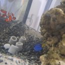 도리2천 이미지