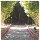 야생화단지 이미지