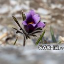 사극발라드_동강할미꽃_작사 장정희_작 편곡_수노_기획 편집 윤기영 이미지
