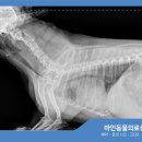 마인동물의료센터 이미지