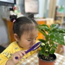 향기나무어린이집 | ​[활동 후기] 교실 가득 고소한 향기! 마법의 커피나무와 함께하는 오감 탐험