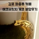 고창초등학교 | 김포 아이와 카페 추천 | 파충류 샵 에코브릿지 크레스티드 게코 도마뱀 분양 후기