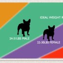 더블유펫 이미지