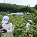 주말 아이와 가볼만한곳 가족농장 산딸기체험 아이와 다녀온 후기