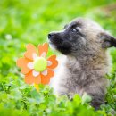 도그앤캣 이미지