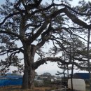 영산로 배롱나무길 이미지