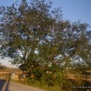 황산면 연당리 미륵불 이미지