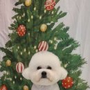 황실 애견미용 살롱 네이버블로그