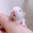 햄동대장 이미지