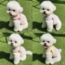 팔레트멍 이미지