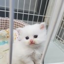 부산애견팡팡 이미지