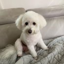 찌동찌동 이미지