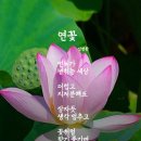 오염된 물을 정화하는 식물, 연꽃 이미지