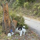 놀멍애견펜션 이미지