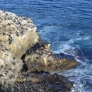 라호야(LA JOLLA) 이미지