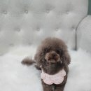 멍스타그램 이미지