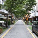 대마리 입구~경기도 경계 가로수 | [용인] 보정동카페거리 : 공간이 만들어낸 머무름의 미학
