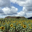 해바라기 이미지