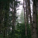 주천강자연휴양림 이미지