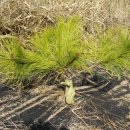 황금농장2 이미지