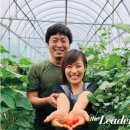 김태희의팜스쿠키 이미지