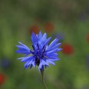 수레와달구지 이미지