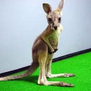 서울대공원 이미지