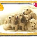 닥터훈트 이미지