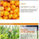 제주나영이네농장