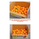 천혜향
