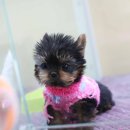 스타트독 구리점 이미지