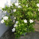 고향내음 이미지