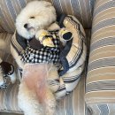 댕마트 네이버블로그
