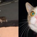 복덩이복권 이미지