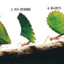 이게 무슨 말인지 모르면 당신은 초보개미 이미지
