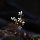 바람꽃 Daum카페