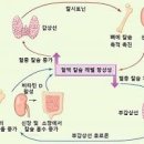 비타민 과다복용 비타민C, B, D 메가도스 이미지