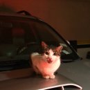 냥냥이 캔따개 이미지